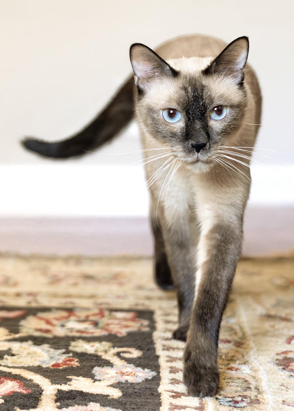 Enlarge Tiramisu, a Adopted mixed breed in Buford, GA image 3/3
