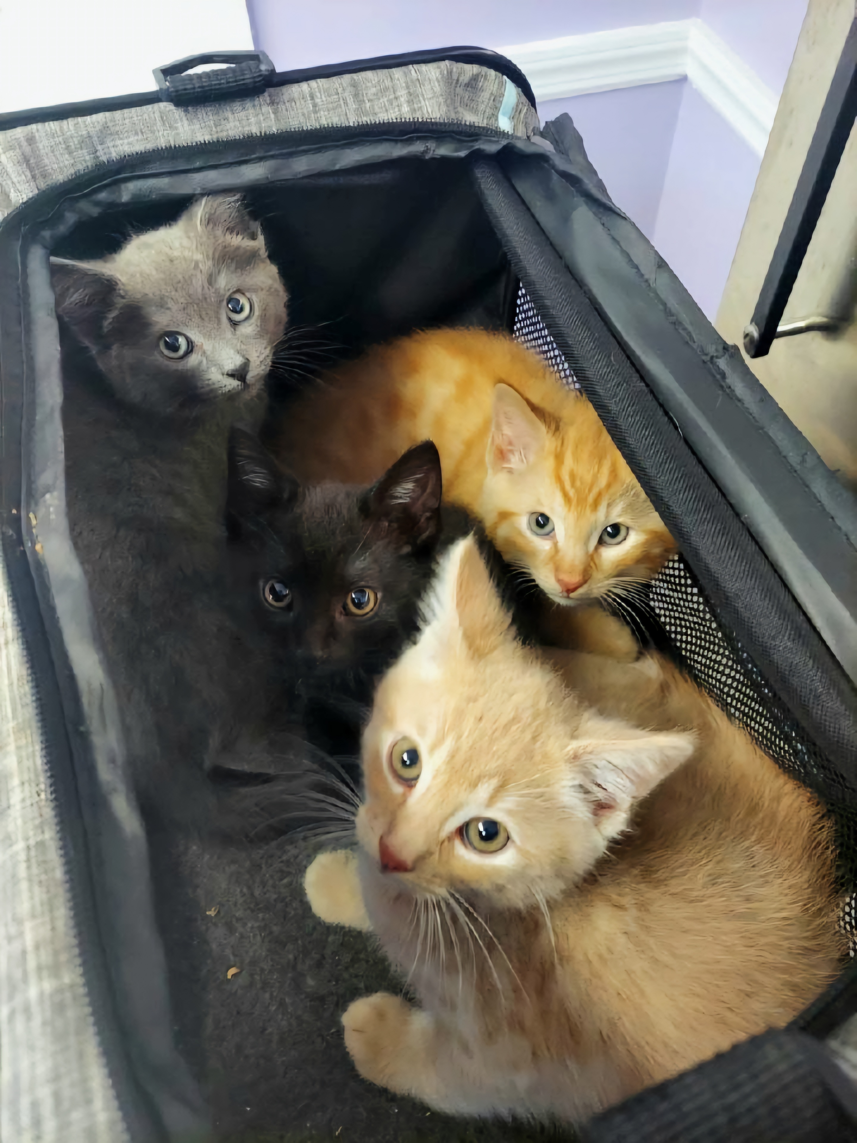 Diamond, Colt, Arcadia