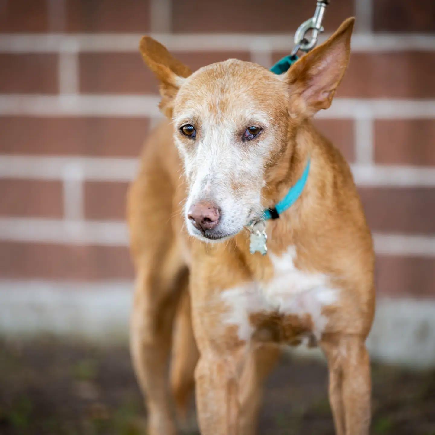 Enlarge Kay, a Adoptable mixed breed in HANSON, MA image 3/4