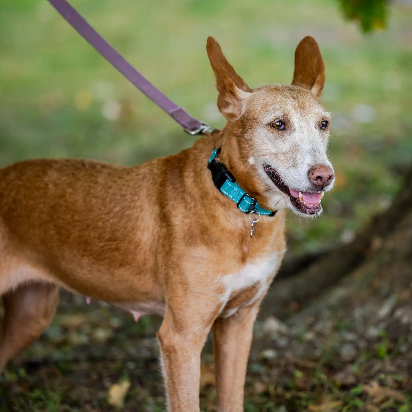 Enlarge Kay, a Adoptable mixed breed in HANSON, MA image 2/4