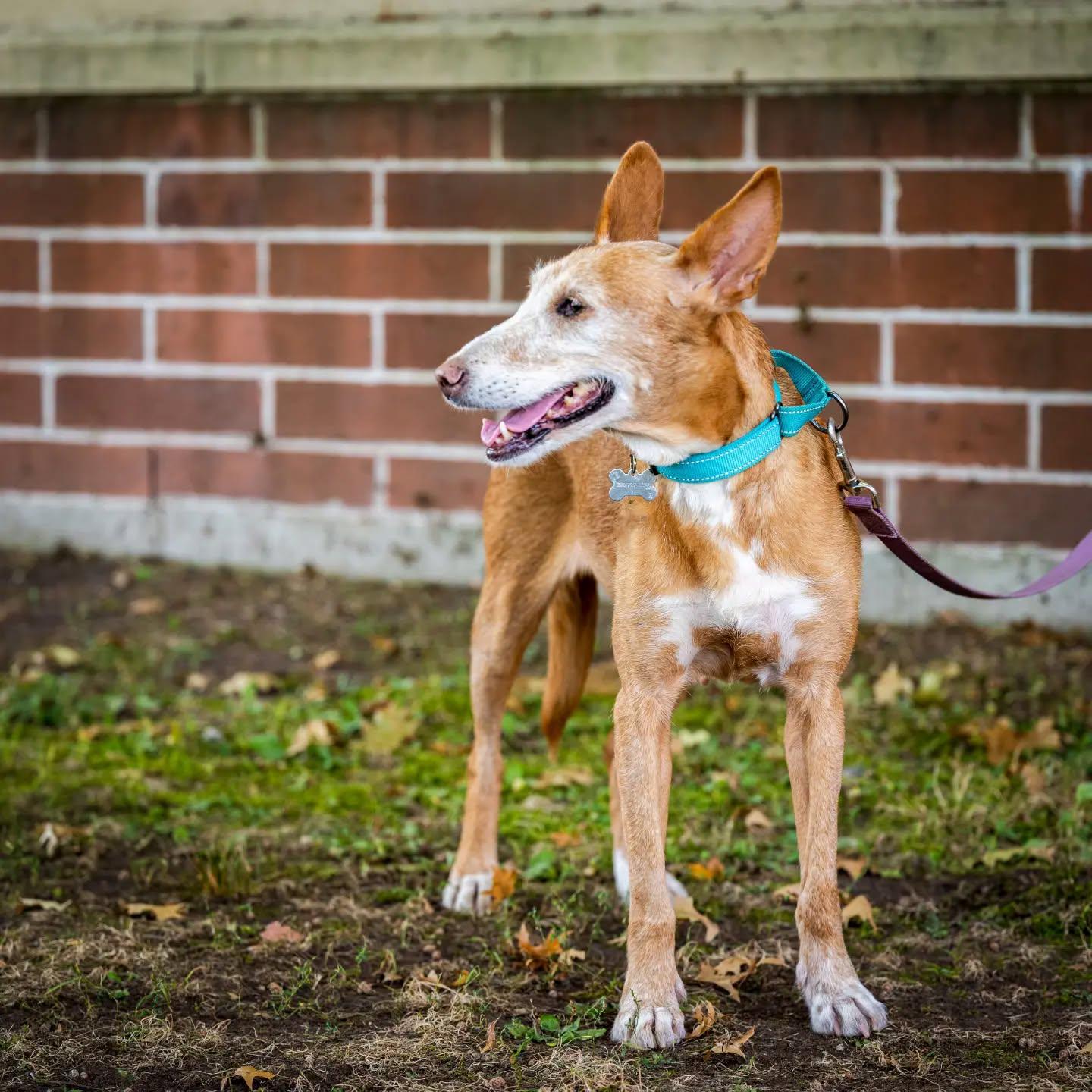 Enlarge Kay, a Adoptable mixed breed in HANSON, MA image 4/4