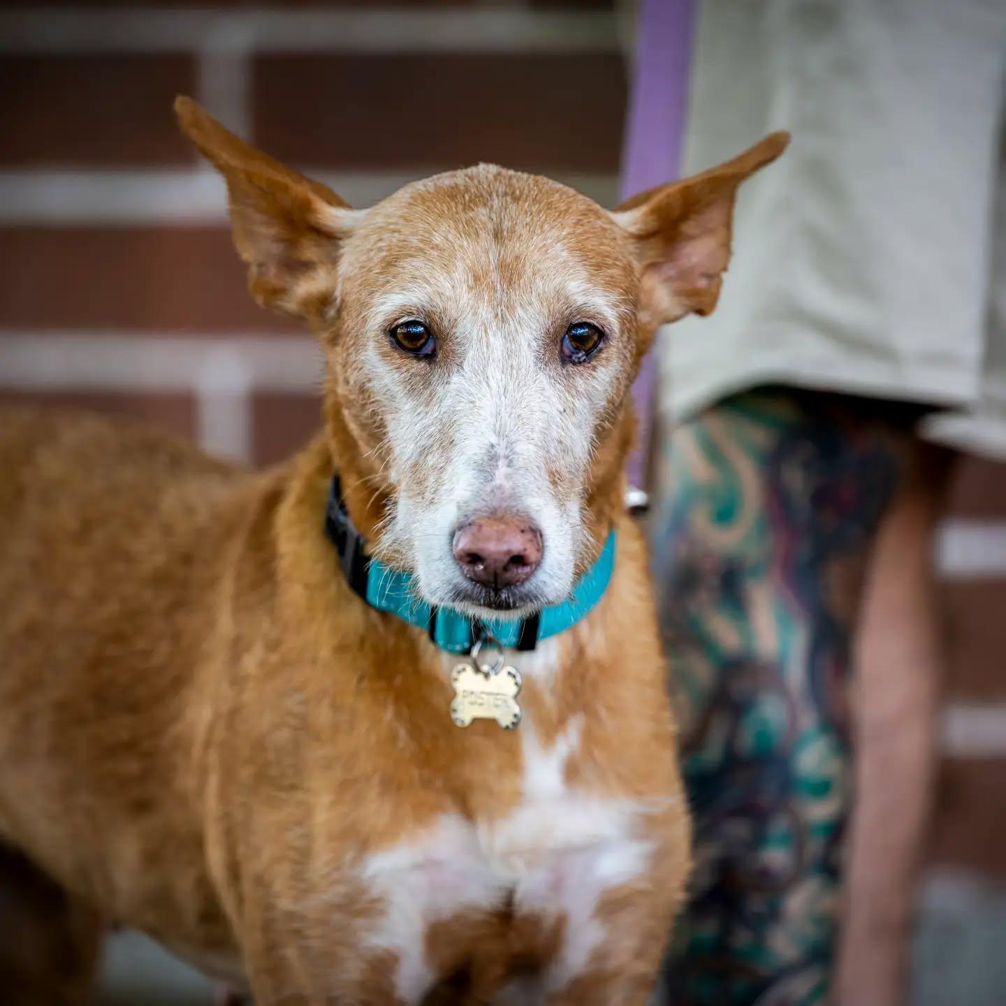Kay, Adoptable, Senior Female Portuguese Podengo & Greyhound.
