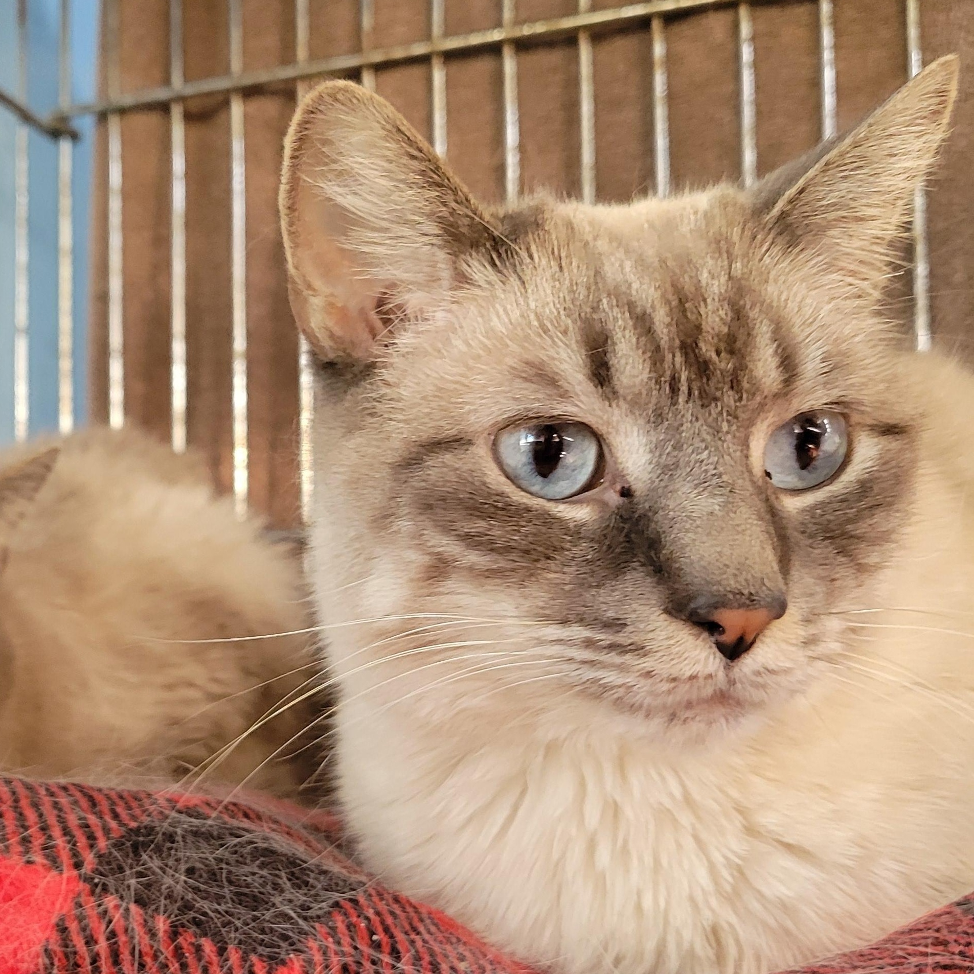 Enlarge Bean, a ADOPTABLE Silver in Clarinda, IA image 2/3