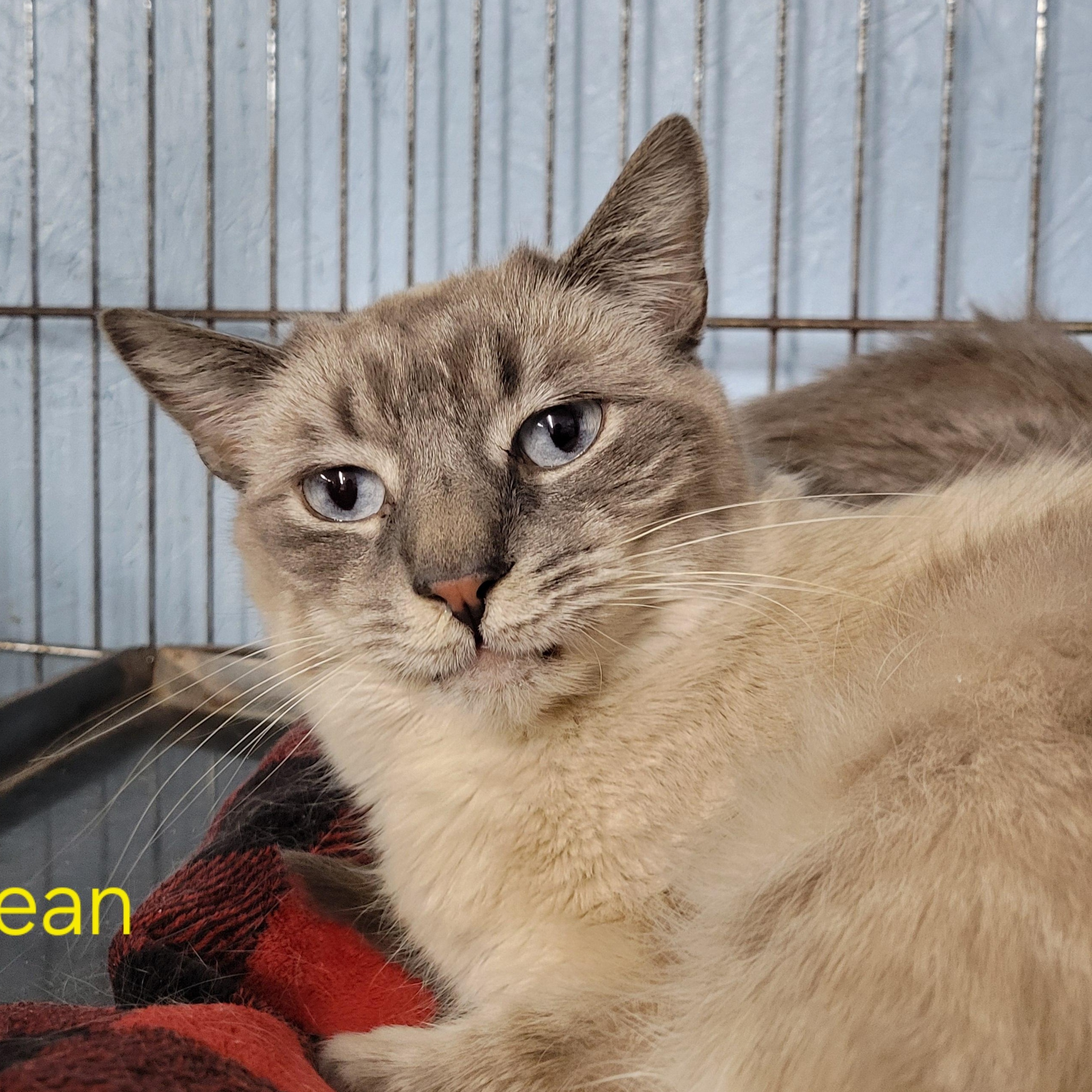 Enlarge Bean, a ADOPTABLE Silver in Clarinda, IA image 1/1