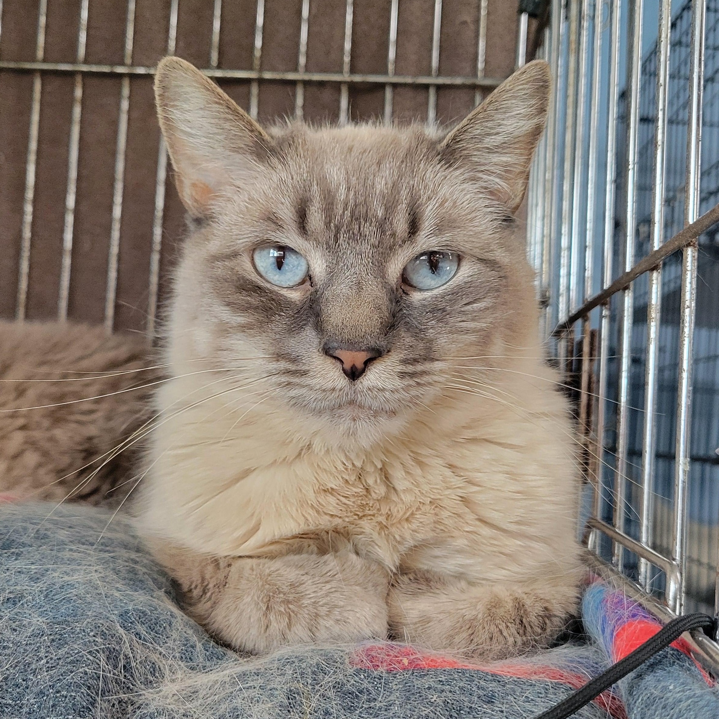 Enlarge Bean, a ADOPTABLE Silver in Clarinda, IA image 1/3