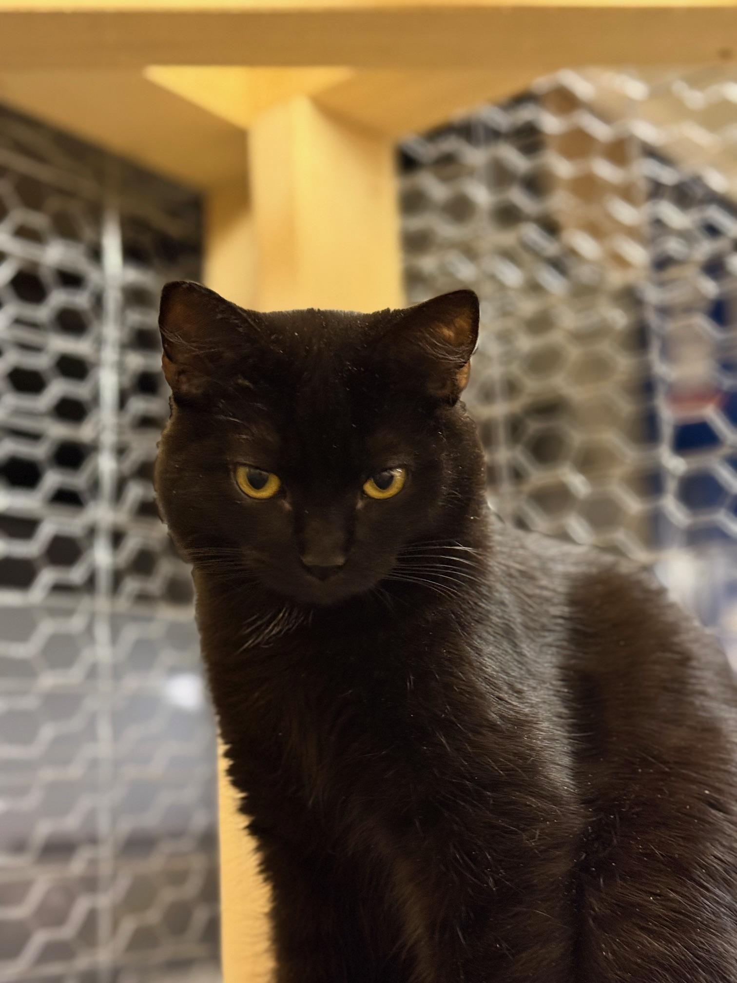 Andri, ADOPTABLE, Kitten Male Domestic Short Hair.