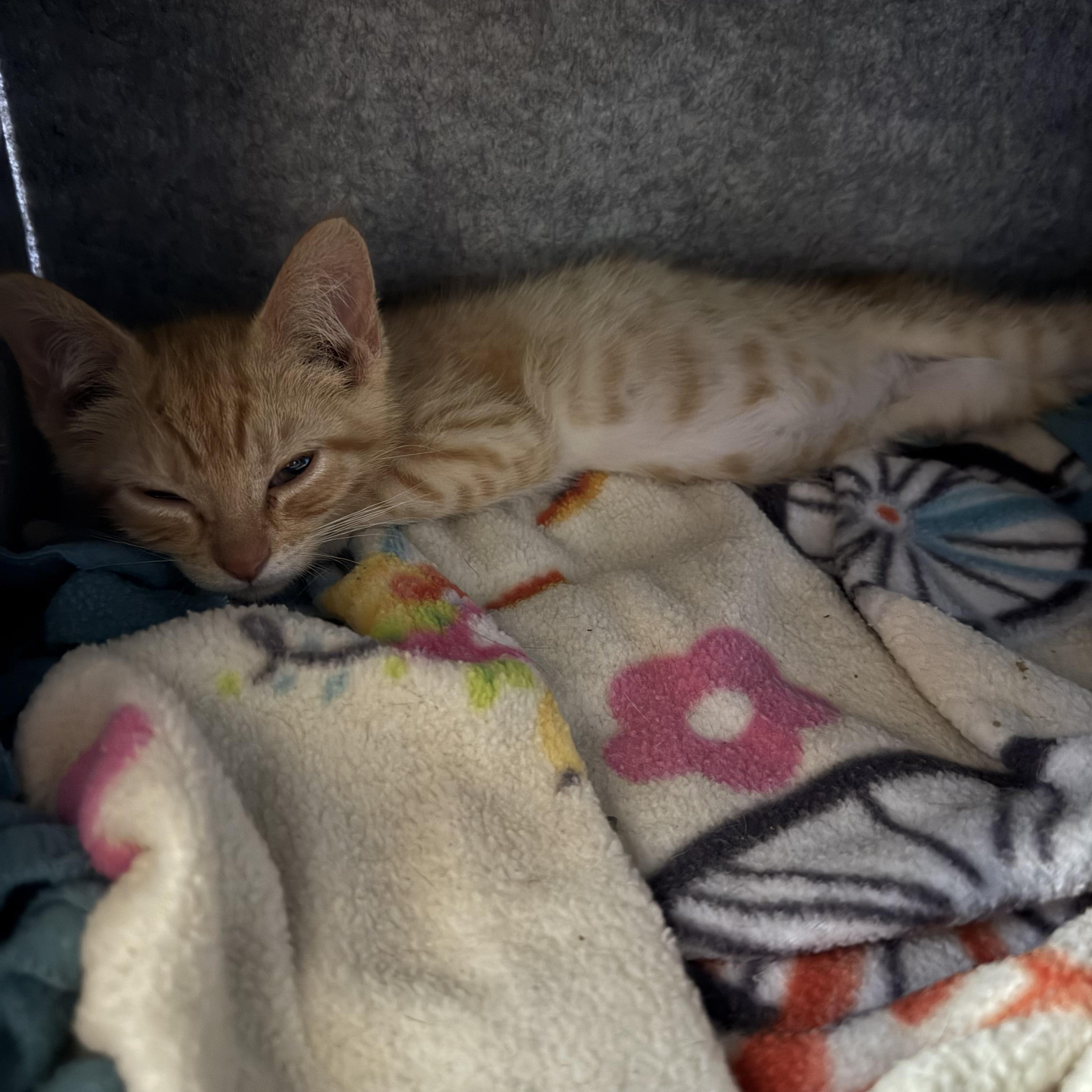 Enlarge Archie, an adopted Domestic Short Hair in Midland, MI image 2/2