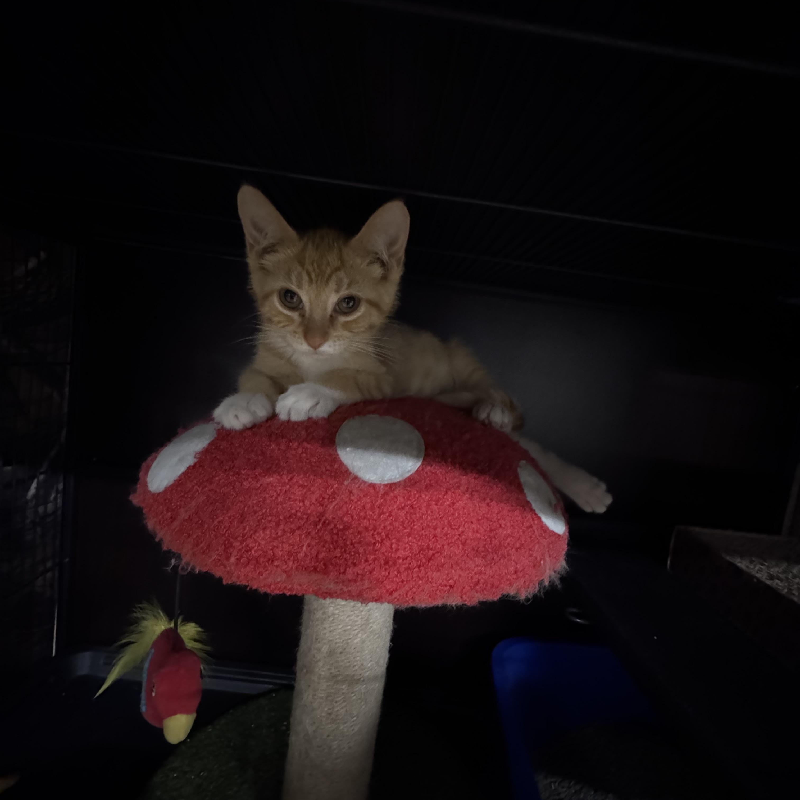 Archie, adopted, Kitten Male Domestic Short Hair.
