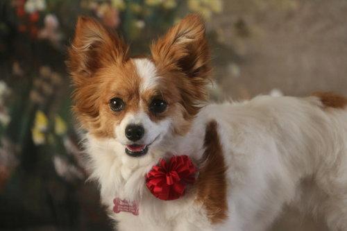 Enlarge Filly, a Adopted Papillon in Garland, TX image 1/3