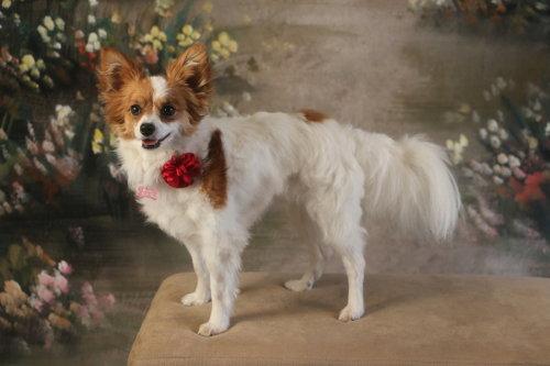 Enlarge Filly, a Adopted Papillon in Garland, TX image 2/3