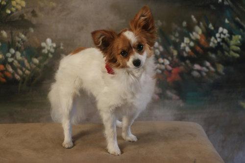 Enlarge Filly, a Adopted Papillon in Garland, TX image 3/3