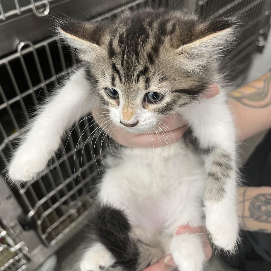 Enlarge Cheerios, a Adoptable Domestic Long Hair in Richmond Hill, GA image 1/1