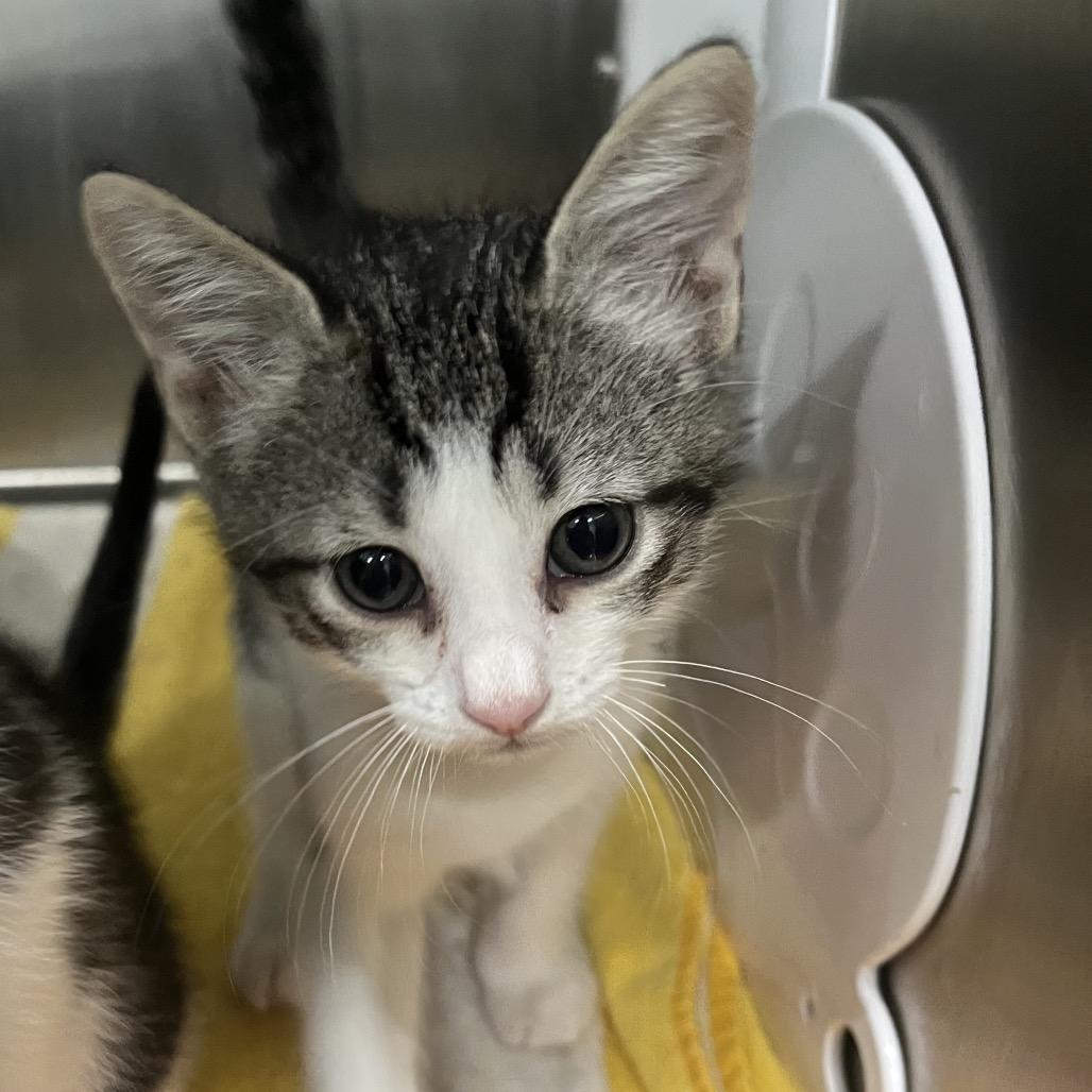 Enlarge Cheerios, a Adoptable Domestic Long Hair in Richmond Hill, GA image 1/1