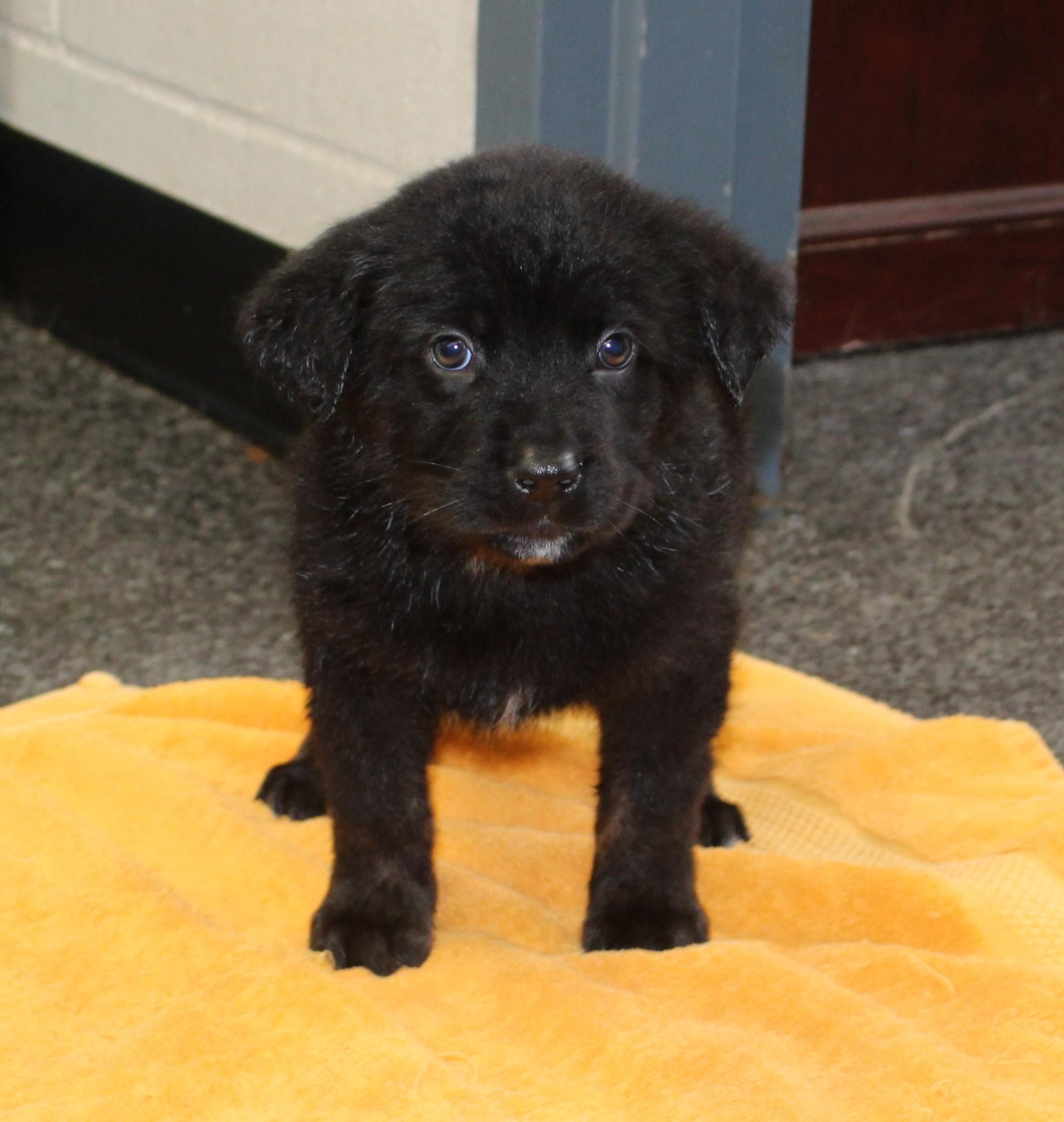Jett (11544), adopted, Puppy Male Labrador Retriever & Shepherd.