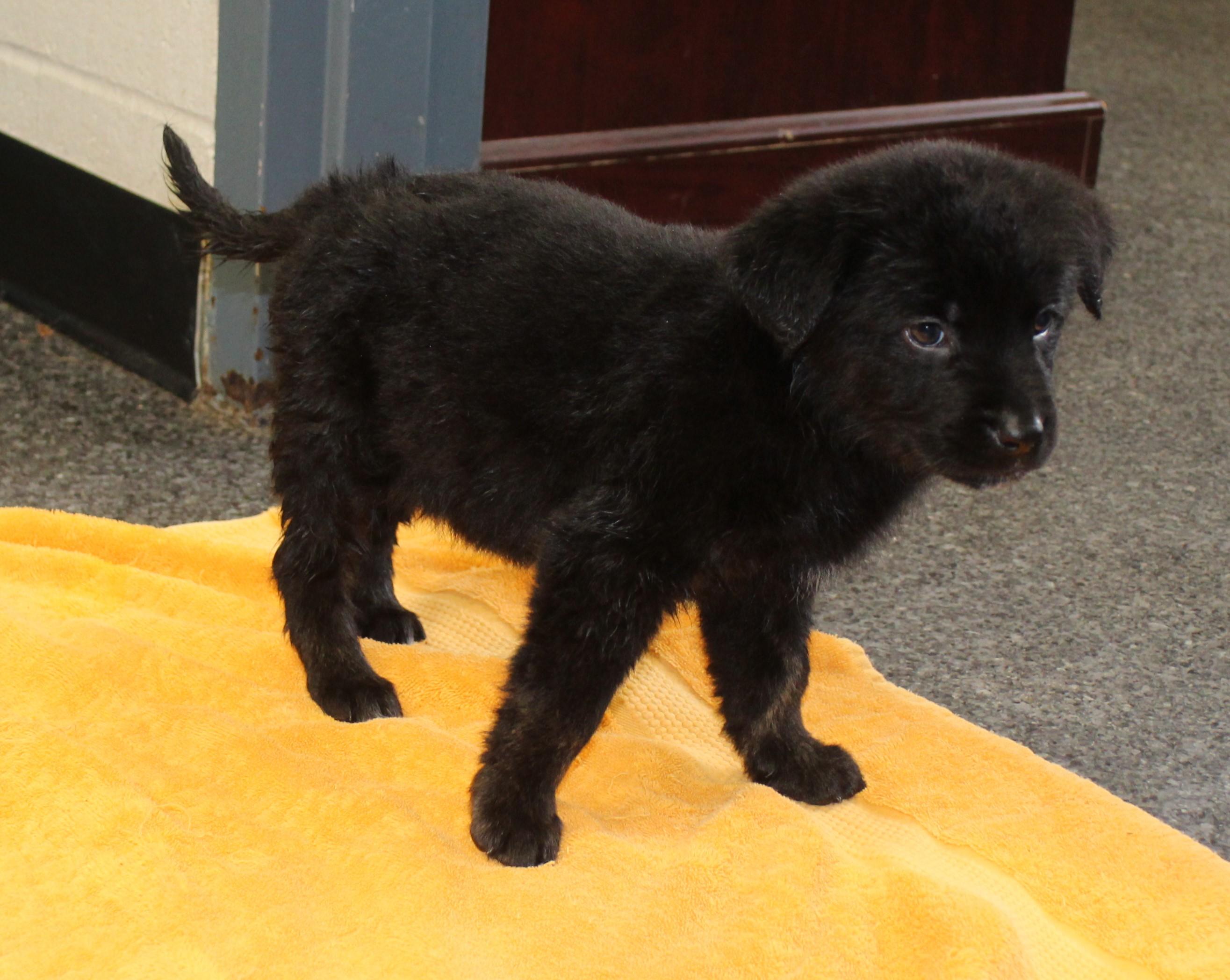 Enlarge Jett (11544), an adopted mixed breed in Heath, OH image 2/2