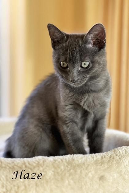 Haze, Adoptable, Kitten Male Domestic Medium Hair & Domestic Short Hair.