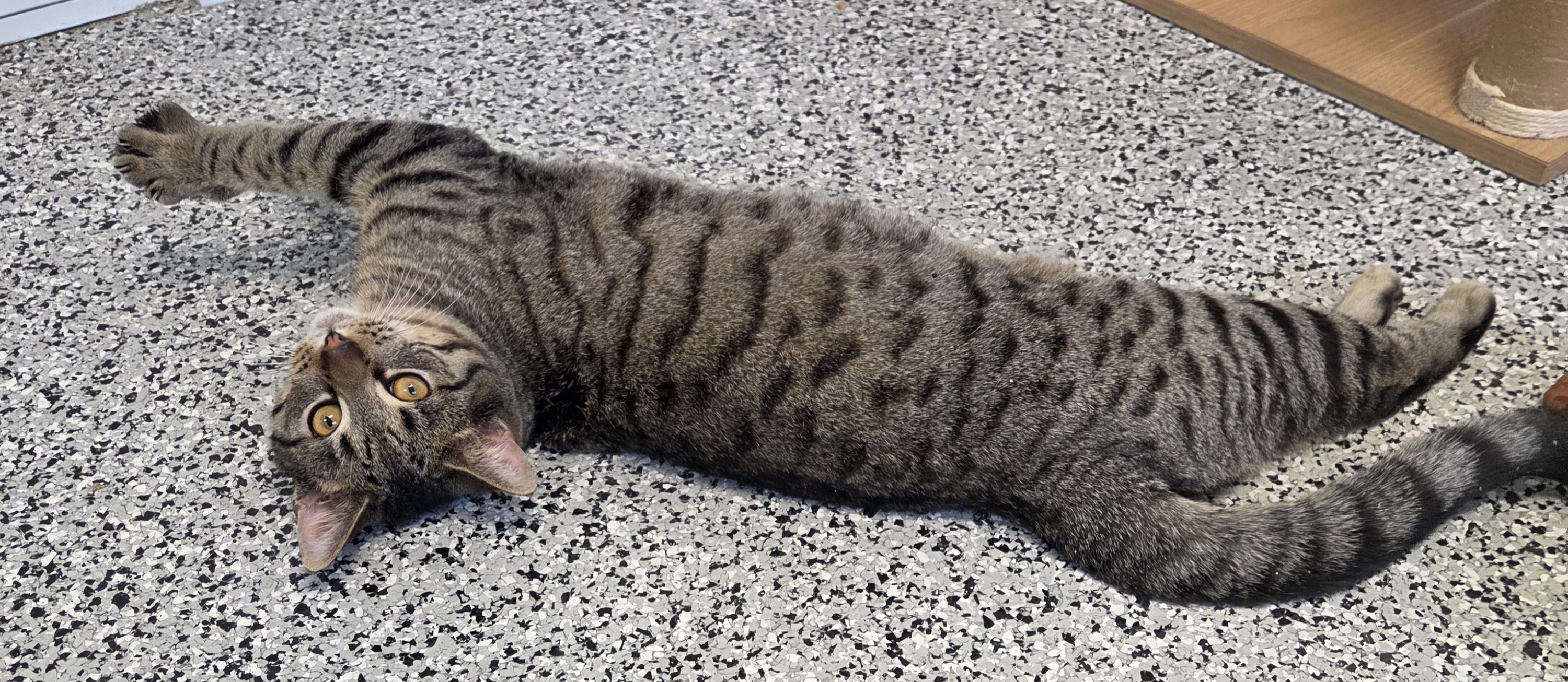 Enlarge Bean Dip, a ADOPTABLE Domestic Short Hair in Rushville, IN image 3/3