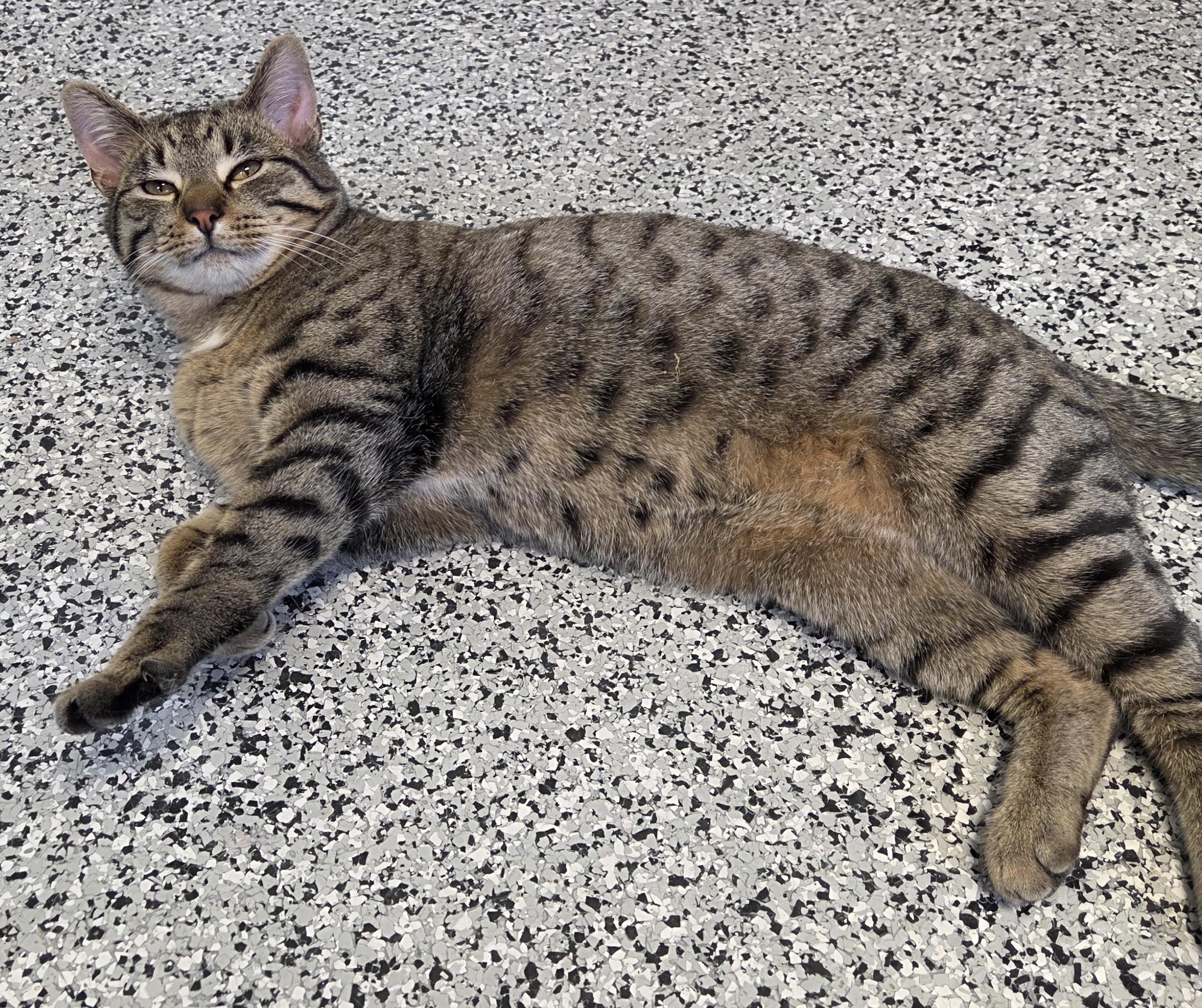 Enlarge Bean Dip, a ADOPTABLE Domestic Short Hair in Rushville, IN image 2/3