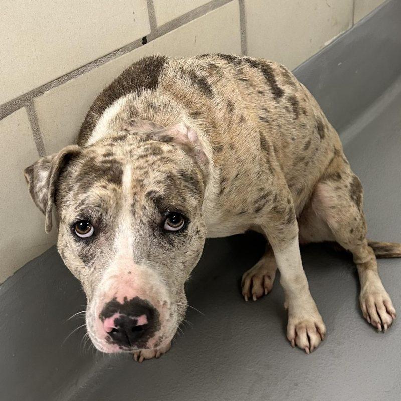 Rescue Only-AC#3170 "Cookie", an adoptable Pit Bull Terrier Mix in Conyers, GA_image-1