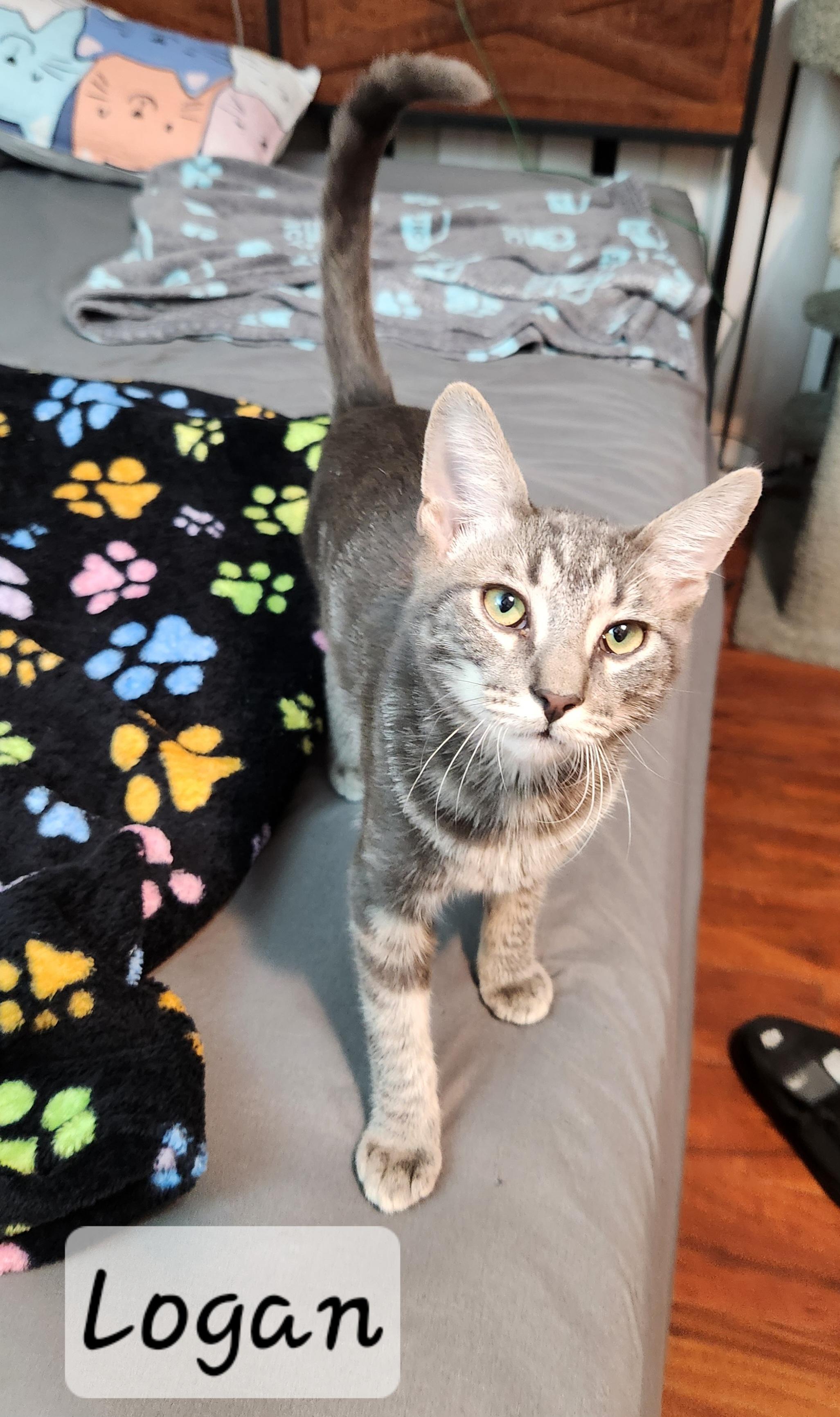 Enlarge Logan, an adoption pending Domestic Short Hair in Redondo Beach, CA image 1/5