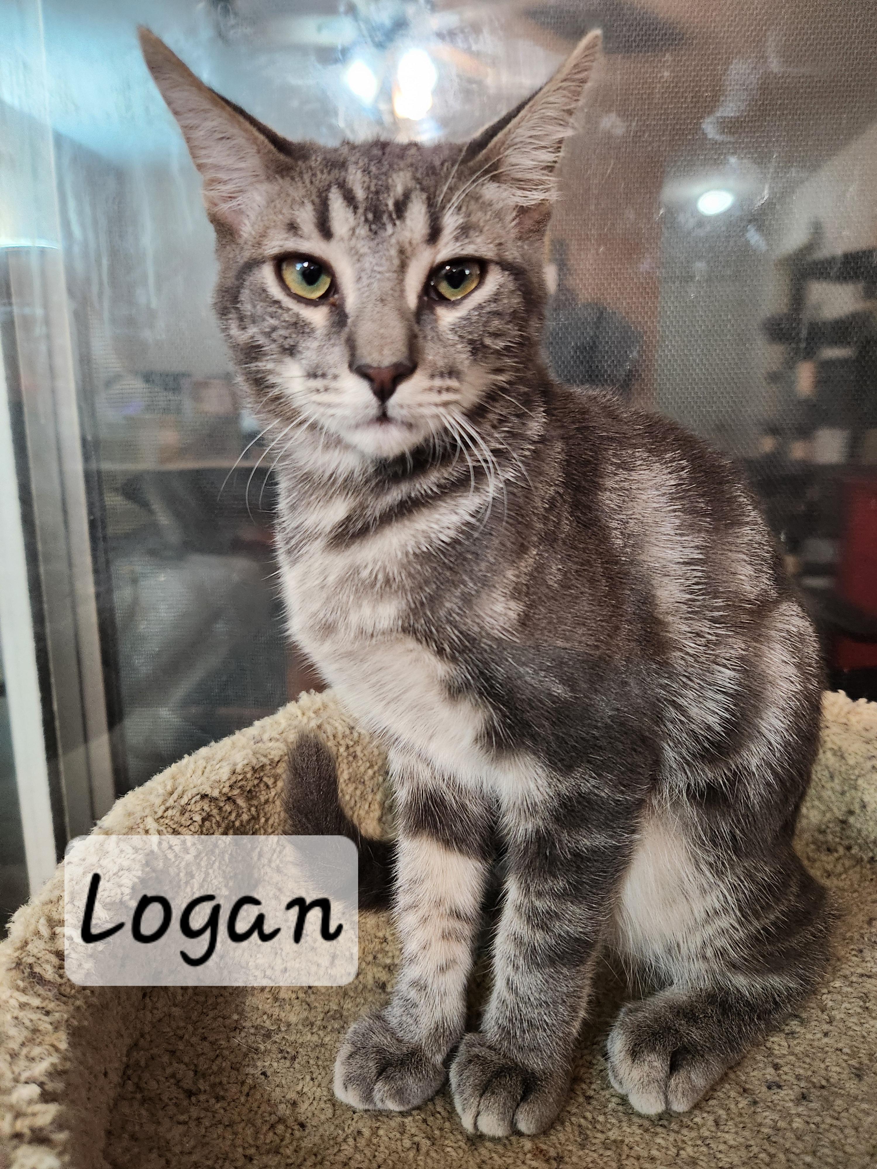 Enlarge Logan, an adoption pending Domestic Short Hair in Redondo Beach, CA image 2/5