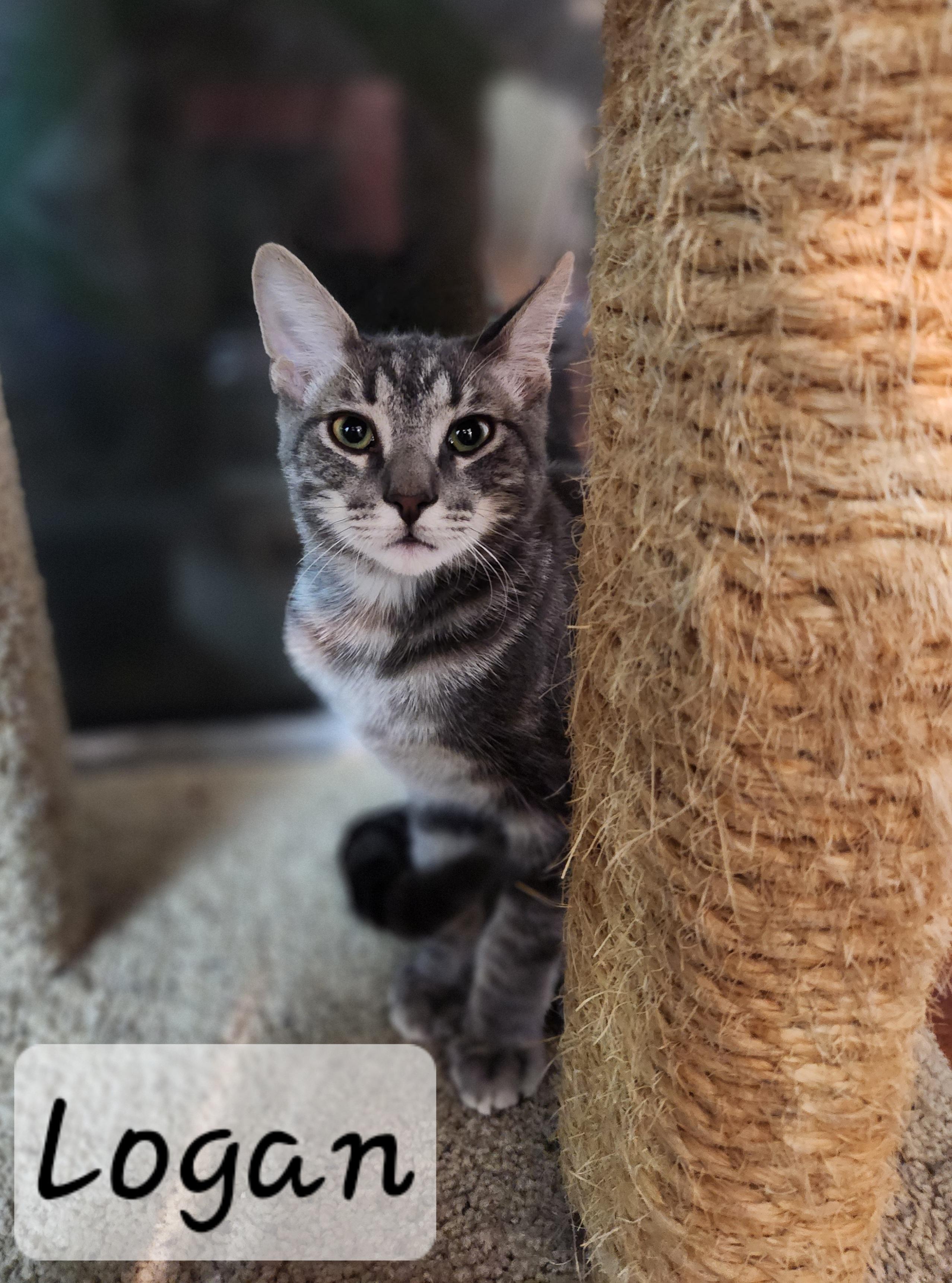 Enlarge Logan, an adoption pending Domestic Short Hair in Redondo Beach, CA image 3/5