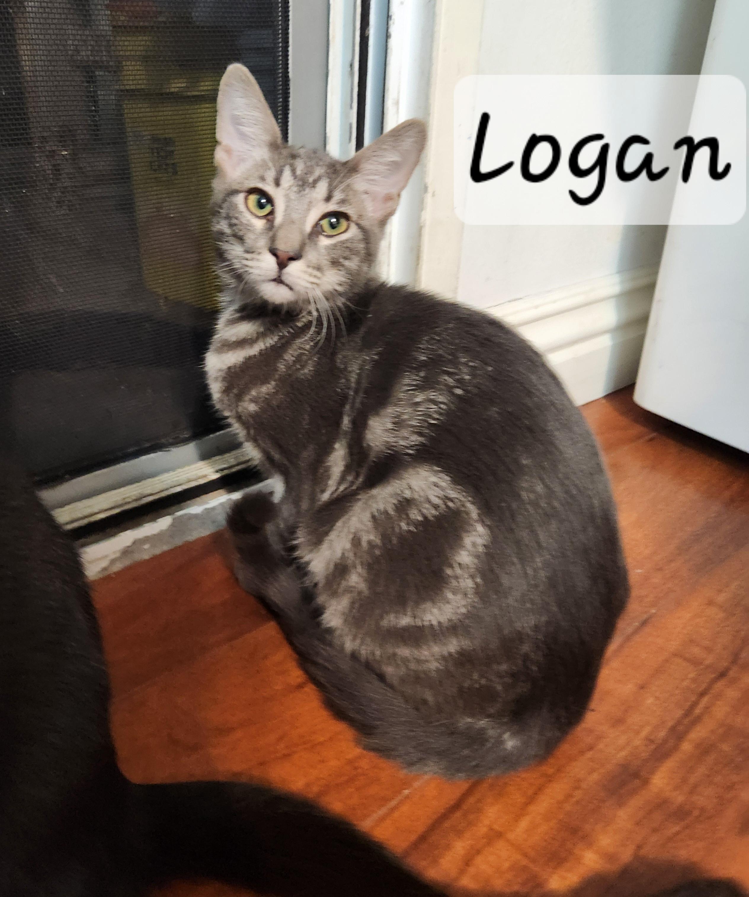 Enlarge Logan, an adoption pending Domestic Short Hair in Redondo Beach, CA image 4/5