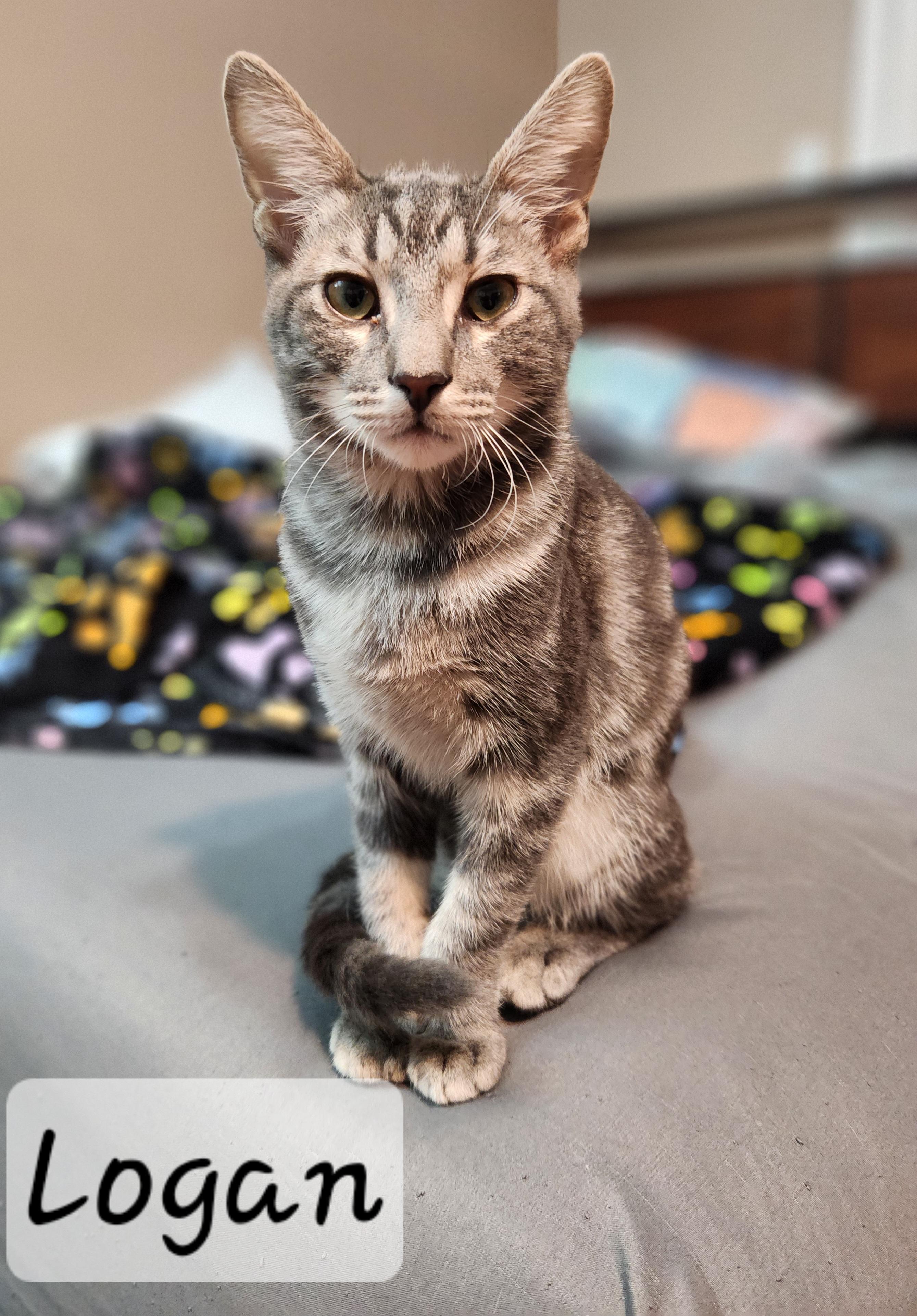 Enlarge Logan, an adoption pending Domestic Short Hair in Redondo Beach, CA image 5/5