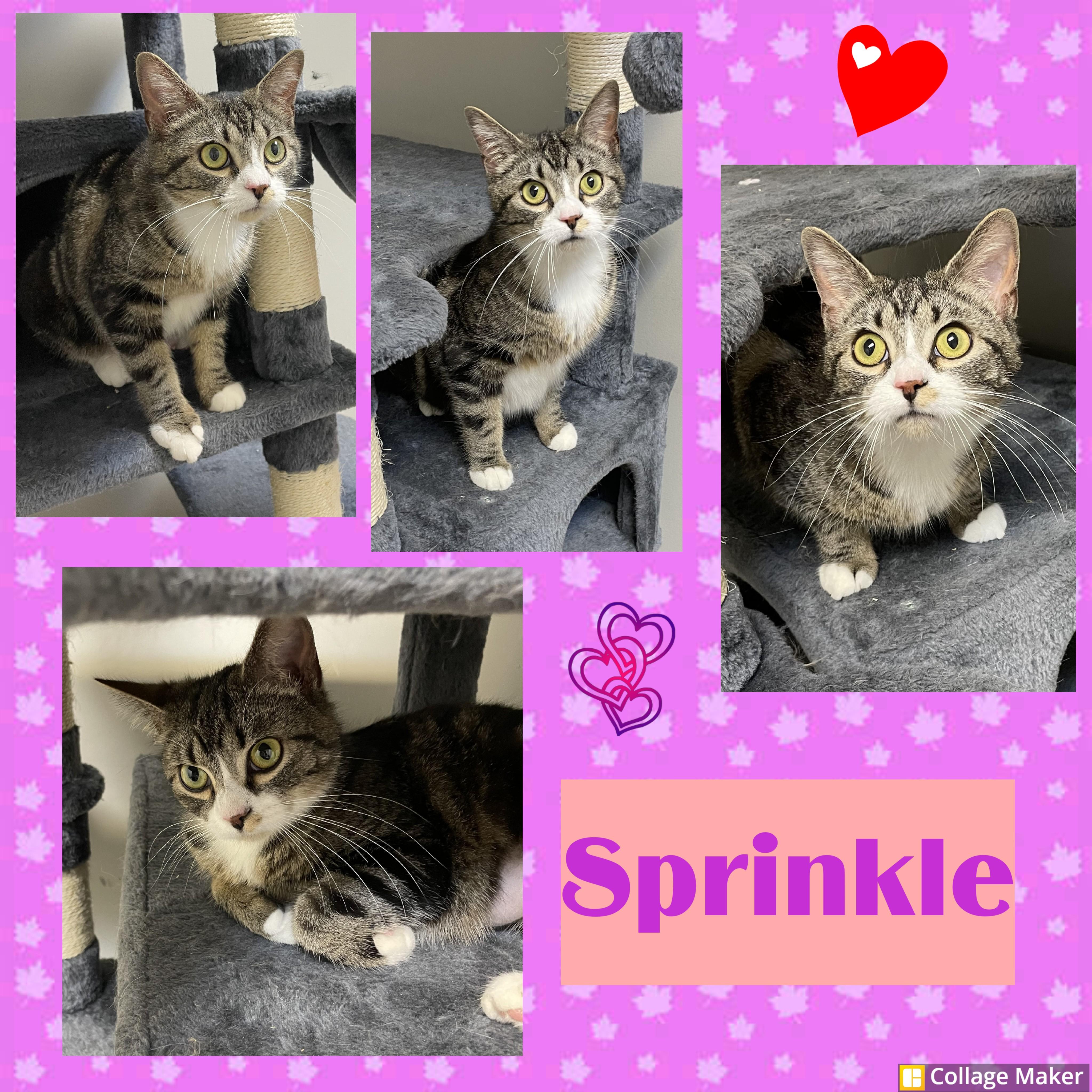 Sprinkle, ADOPTABLE, Adult Female Domestic Short Hair.