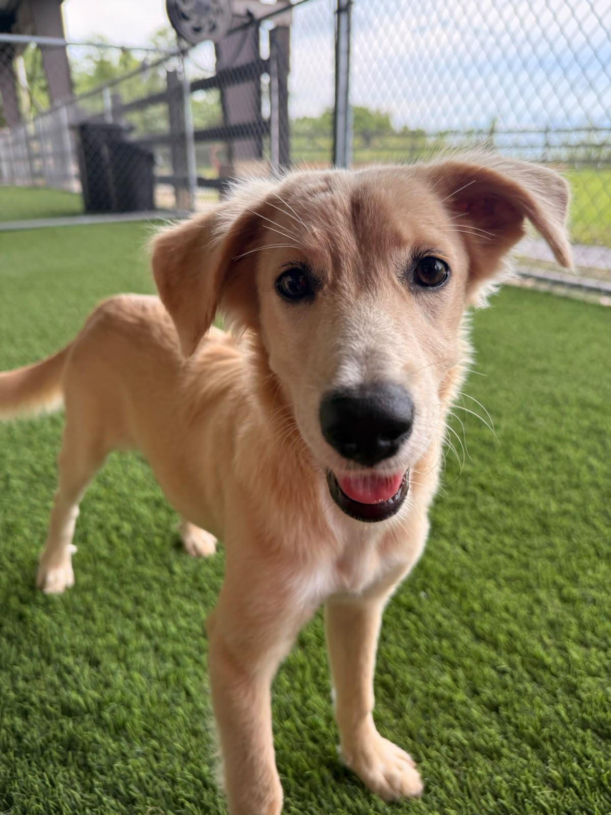 Enlarge Chia, a Adoptable mixed breed in Morristown, NJ image 3/3