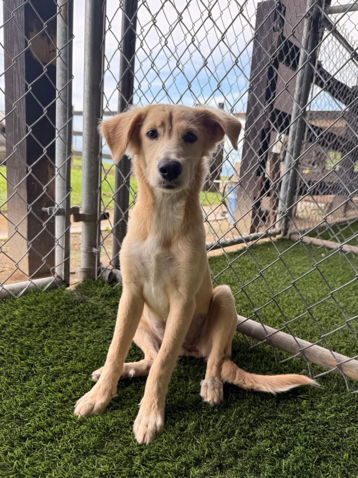 Enlarge Chia, a Adoptable mixed breed in Morristown, NJ image 2/3