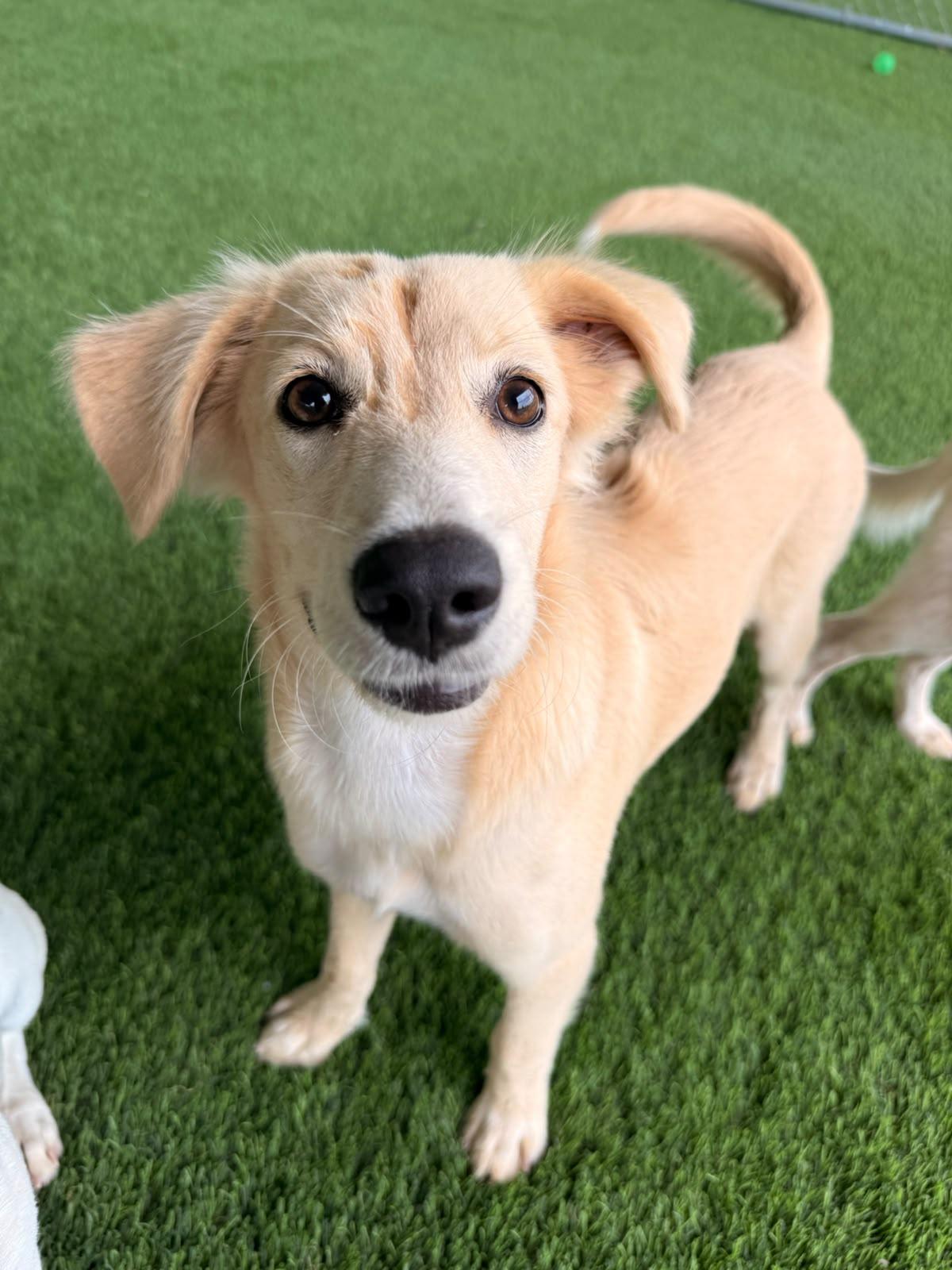 Enlarge Chia, a Adoptable mixed breed in Morristown, NJ image 1/3