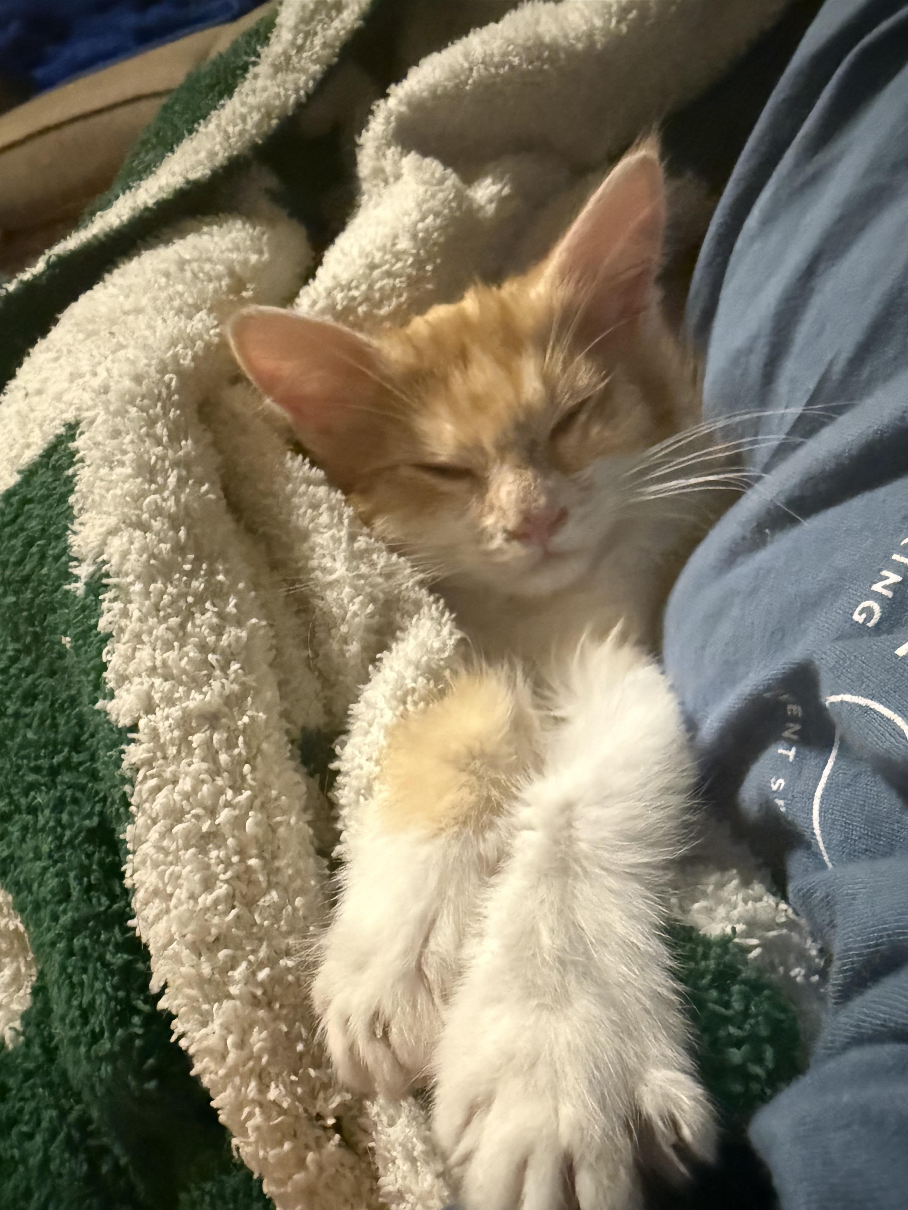 Kiwi, Adoptable, Kitten Female Domestic Long Hair.