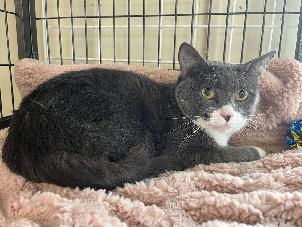 Enlarge Ramsey, a Adoptable Domestic Short Hair in Westwood, NJ image 1/1