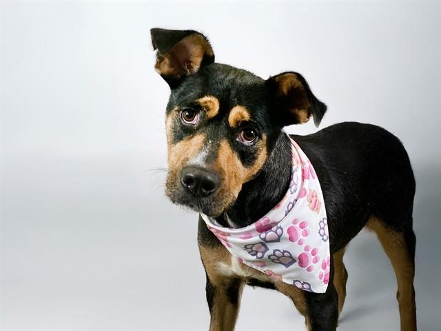 VIVIAN, Adoptable, Adult Female German Shepherd Dog & Mixed Breed.