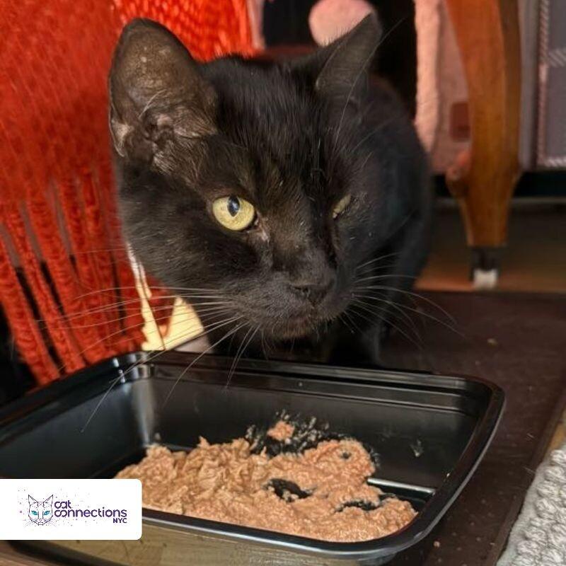 Blackie, a Adoptable American Shorthair in Astoria, NY image 1/4