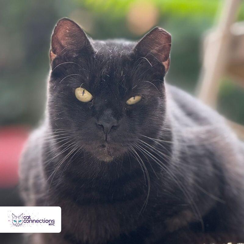 Blackie, a Adoptable American Shorthair in Astoria, NY image 3/4