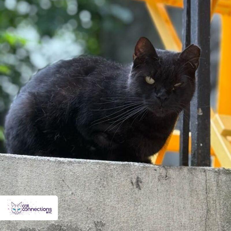 Blackie, a Adoptable American Shorthair in Astoria, NY image 4/4