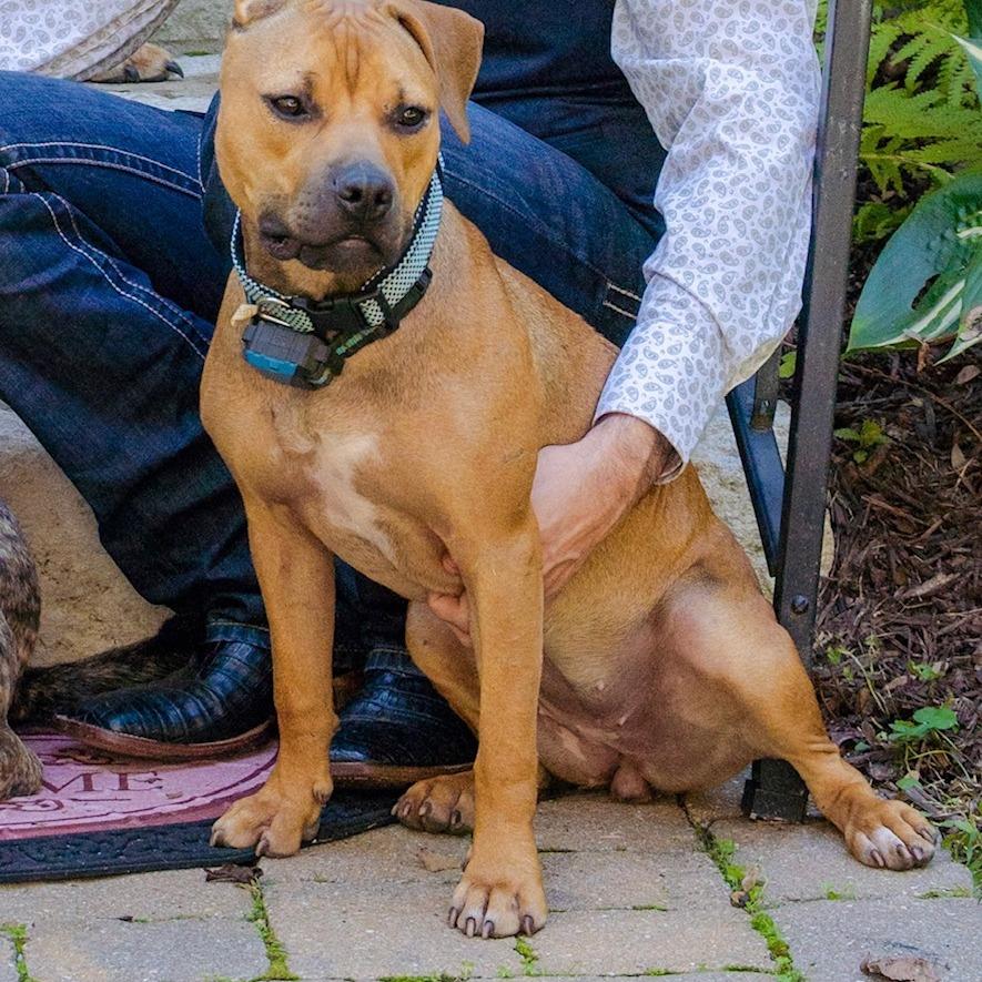 Enlarge River, a Adoptable Mixed Breed in Hohenwald, TN image 1/1