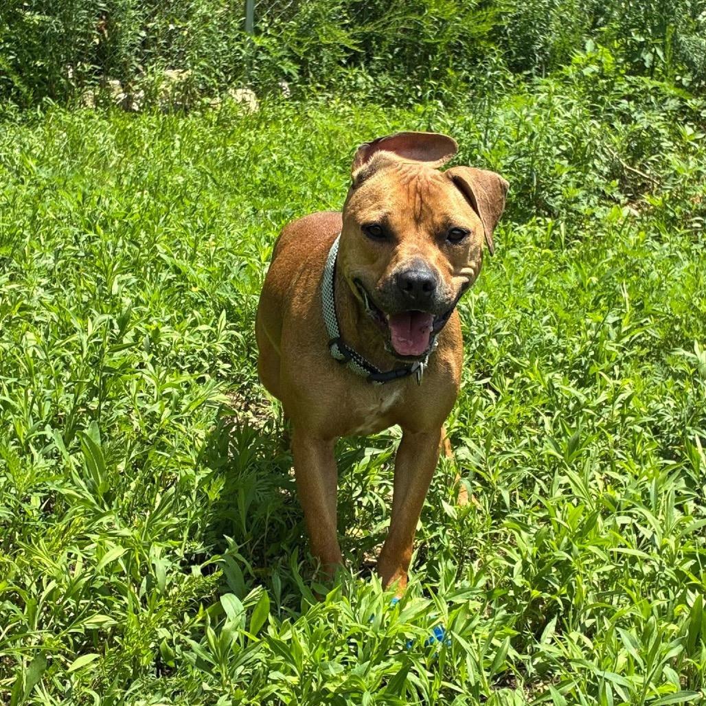 Enlarge River, a Adoptable Mixed Breed in Hohenwald, TN image 2/2