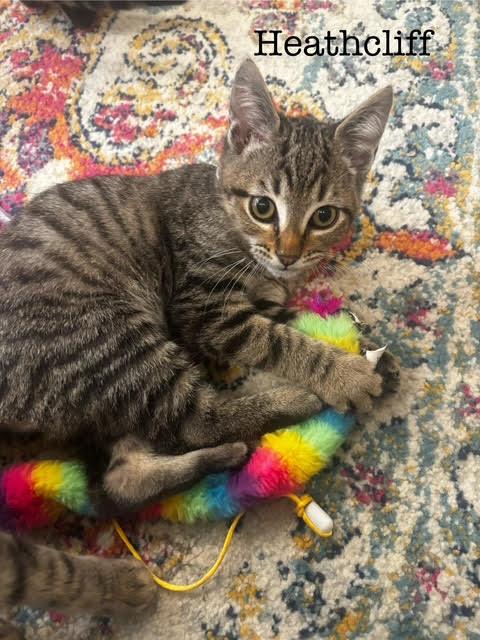 Heathcliff