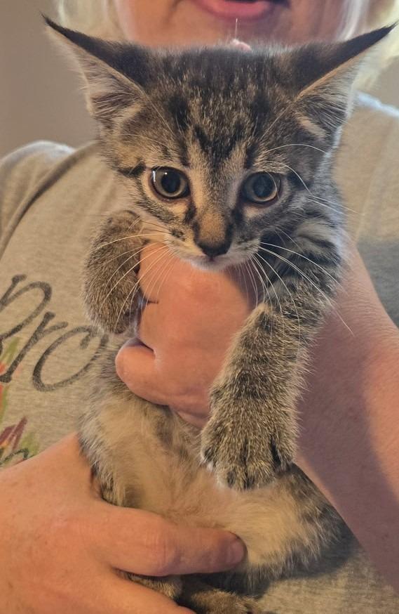 Colbert (Red), Adoptable, Kitten Female Domestic Short Hair.