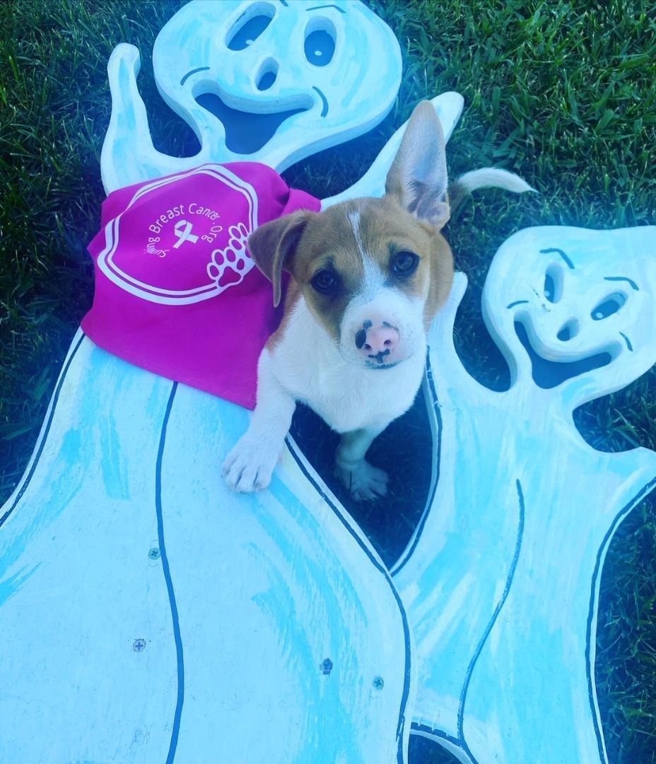 Simon , a Adopted mixed breed in citrus heights, CA image 1/4