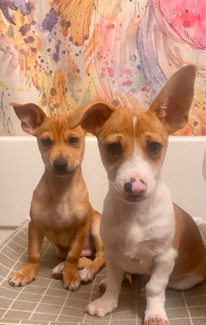 Simon , a Adopted mixed breed in citrus heights, CA image 2/4