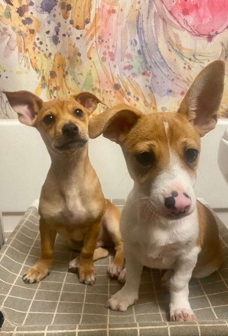 Simon , a Adopted mixed breed in citrus heights, CA image 3/4