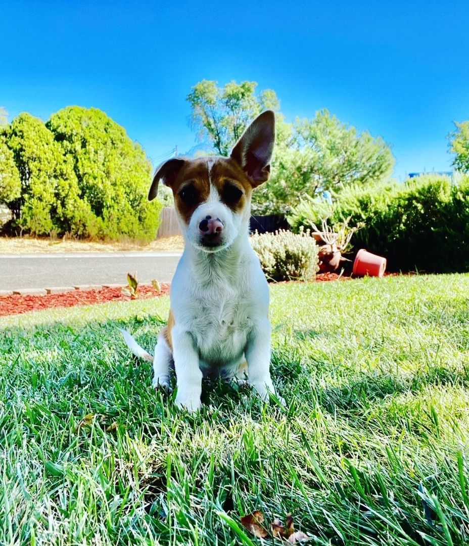Simon , a Adopted mixed breed in citrus heights, CA image 4/4