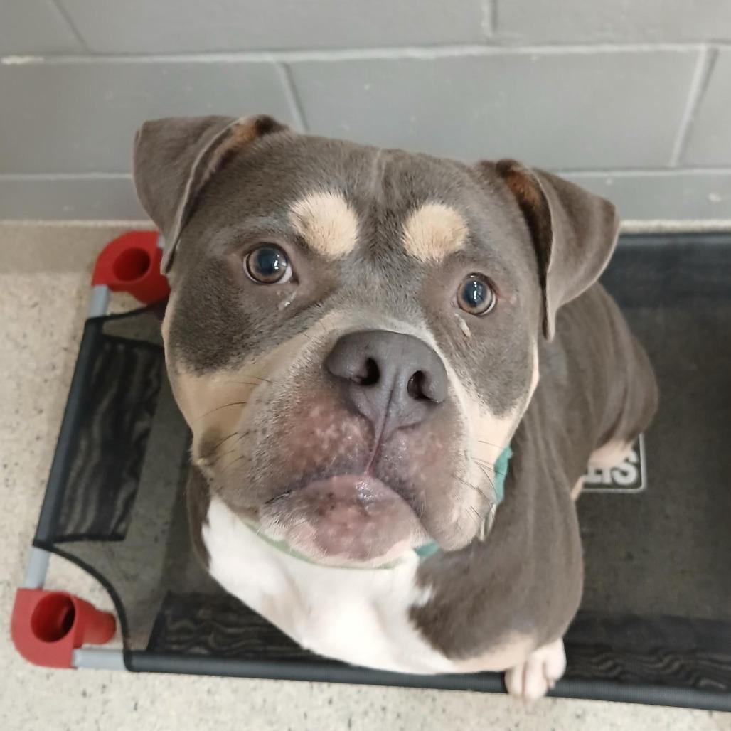 Dodge Charger, Adoptable, Adult Male Mixed Breed.