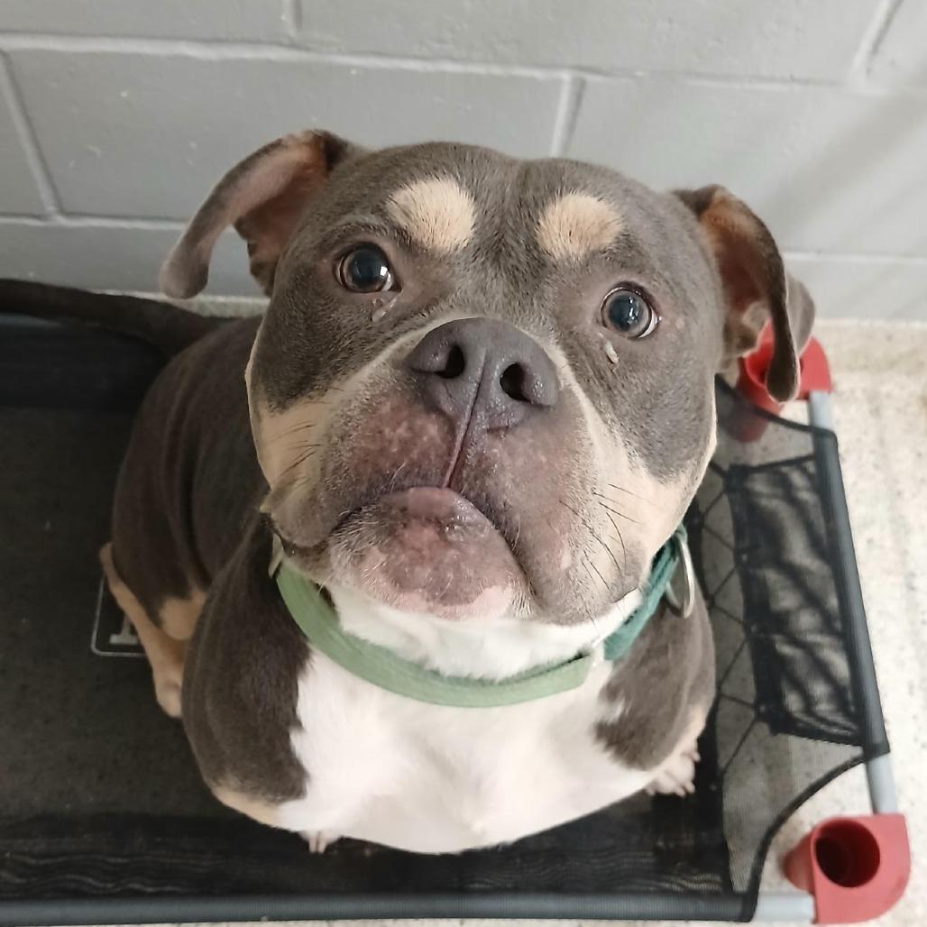 Dodge Charger, a Adoptable Mixed Breed in Jacksonville, FL image 2/2