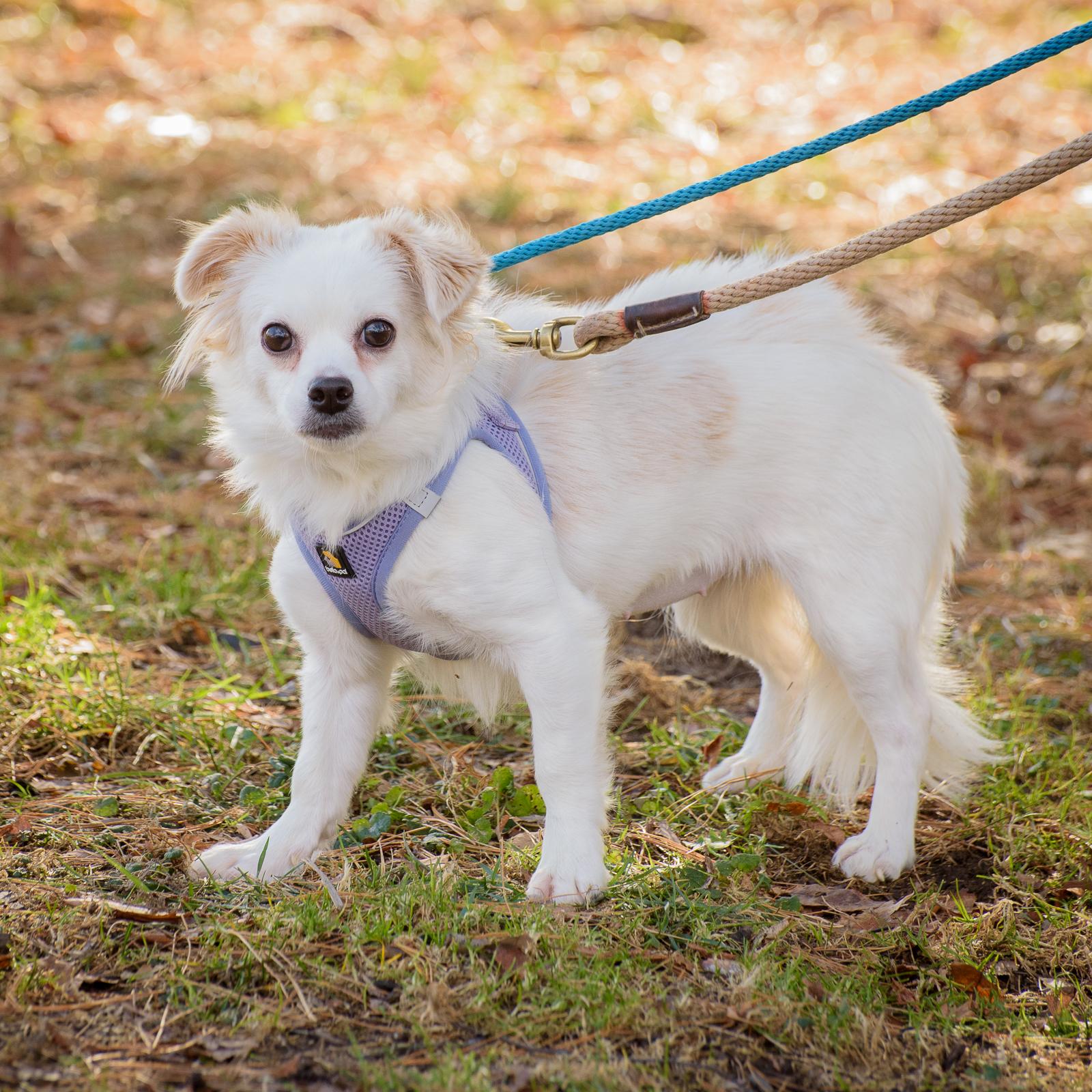 Enlarge Nella, a Adoptable mixed breed in Lambertville, NJ image 1/5