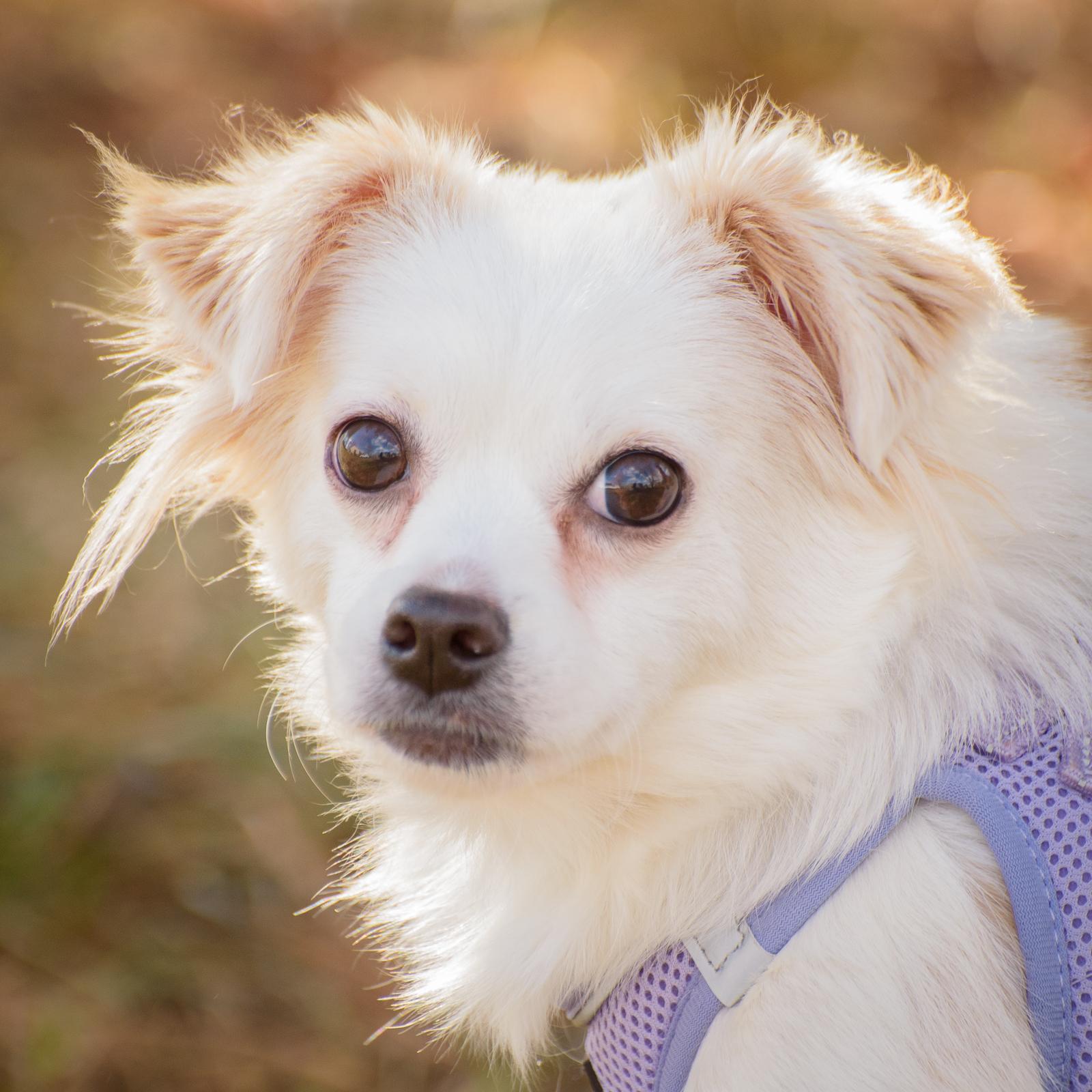 Enlarge Nella, a Adoptable mixed breed in Lambertville, NJ image 2/5